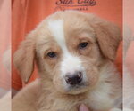 Small #6 Golden Shepherd