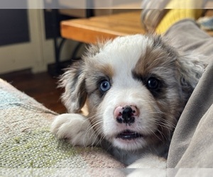 Aussie-Corgi Puppy for sale in ESPERANCE, NY, USA