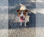 Small American Pit Bull Terrier