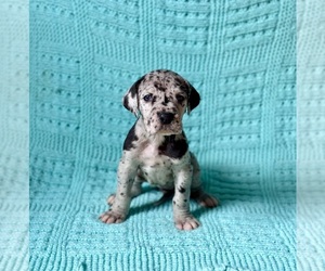 Great Dane Puppy for sale in DANIELSON, CT, USA