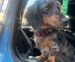 Small Photo #1 Dachshund Puppy For Sale in LUMBERTON, NC, USA