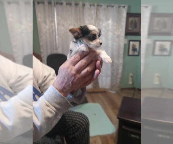 Medium Photo #2 Yorkshire Terrier Puppy For Sale in JAMAICA, IA, USA