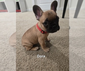 Medium French Bulldog