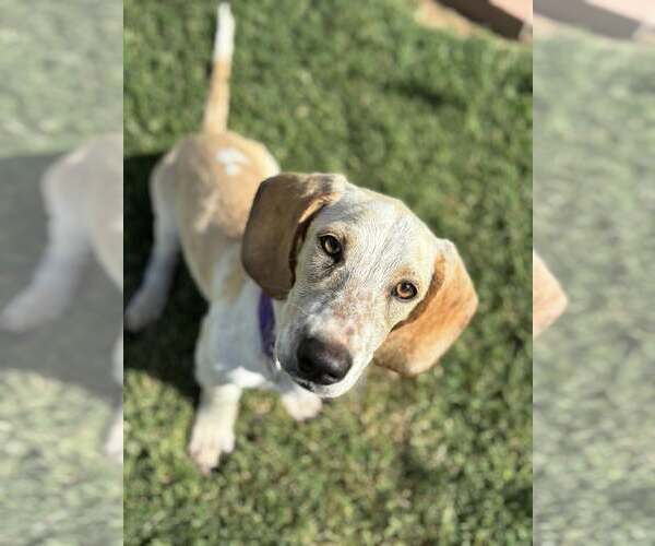 Medium Photo #7 Mutt Puppy For Sale in Turlock, CA, USA