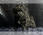Small Photo #6 Poodle (Miniature) Puppy For Sale in WARSAW, IN, USA