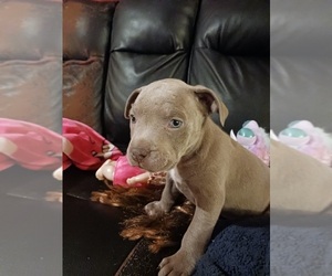 American Bully Puppy for sale in ROCKAWAY BEACH, MO, USA