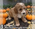 Litter of 7 - Male(s) and Female(s) Goldendoodle (Miniature)Litter of Puppies for Sale - Photo #5