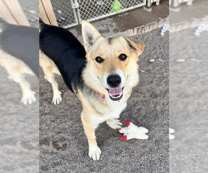 Siberian Husky-Unknown Mix Dogs for adoption in Webster, WI, USA
