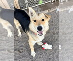 Small Siberian Husky Mix
