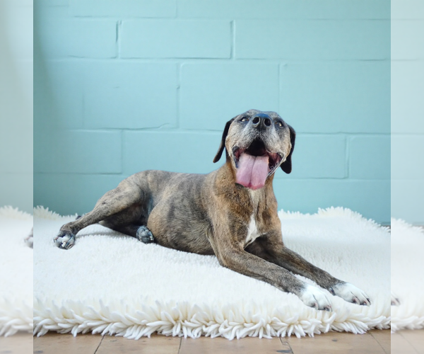 Medium Photo #2 Plott Hound-Unknown Mix Puppy For Sale in Pasadena, CA, USA