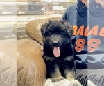 Small Photo #5 German Shepherd Dog Puppy For Sale in BRIGHTON, CO, USA