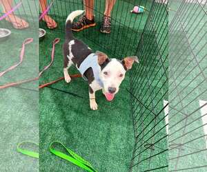 Mutt Dogs for adoption in Greenville, SC, USA