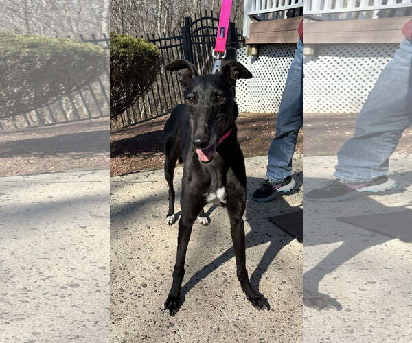 Medium Photo #1 Greyhound Puppy For Sale in Cherry Hill, NJ, USA
