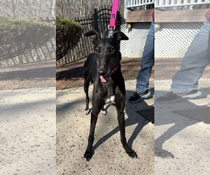 Greyhound Dogs for adoption in Cherry Hill, NJ, USA