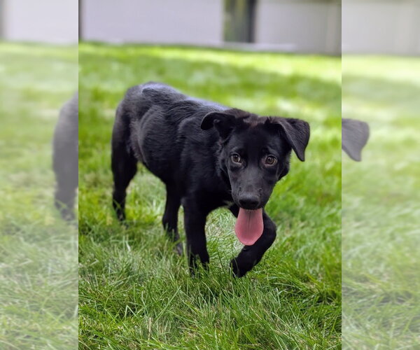 Medium Photo #4 Border Collie-Unknown Mix Puppy For Sale in Salt Lake City, UT, USA