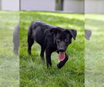Small #3 Border Collie Mix