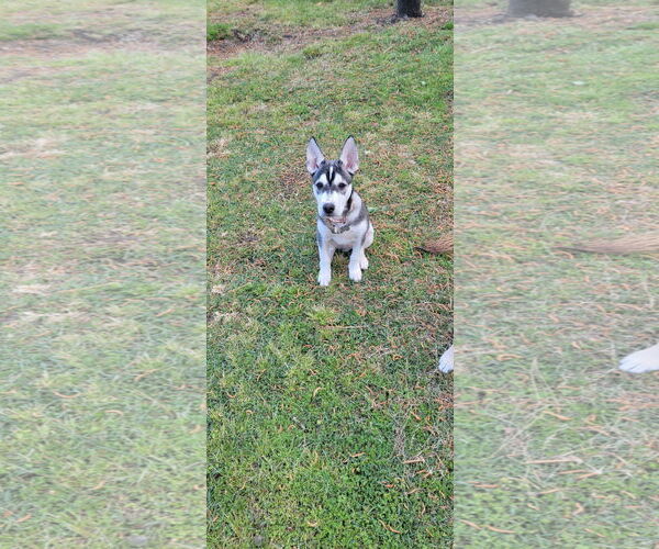 Medium Photo #7 Huskies -Unknown Mix Puppy For Sale in Holly Springs, NC, USA