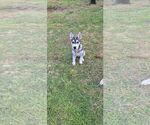 Small #6 Huskies  Mix