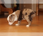 Small Photo #6 Australian Shepherd Puppy For Sale in SPENCER, TN, USA