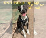 Small American Pit Bull Terrier