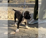 Small Photo #7 American Bulldog Puppy For Sale in HUDSON, NY, USA