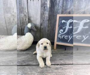 Labrador Retriever Puppy for sale in MAYSVILLE, GA, USA