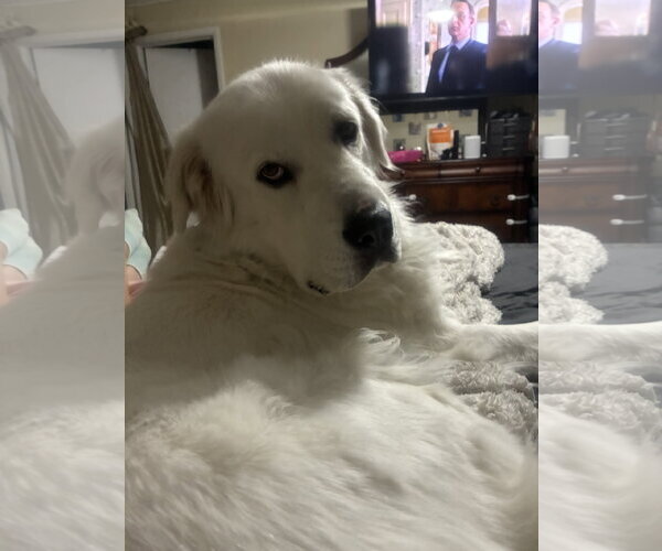 Medium Photo #10 Great Pyrenees Puppy For Sale in Bountiful, UT, USA