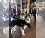 Small #9 Huskies  Mix