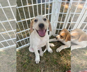 Coonhound-Unknown Mix Dogs for adoption in Germantown, OH, USA