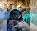 Small Photo #6 Rottweiler Puppy For Sale in BRADFORD, NY, USA