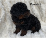 Small #2 Poodle (Toy)