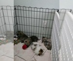 Small Photo #13 Pomeranian Puppy For Sale in MENIFEE, CA, USA