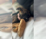 Small #8 Labrador Retriever Mix