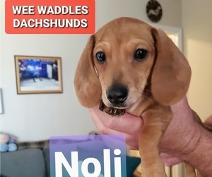 Dachshund Puppy for sale in WALLACE, CA, USA