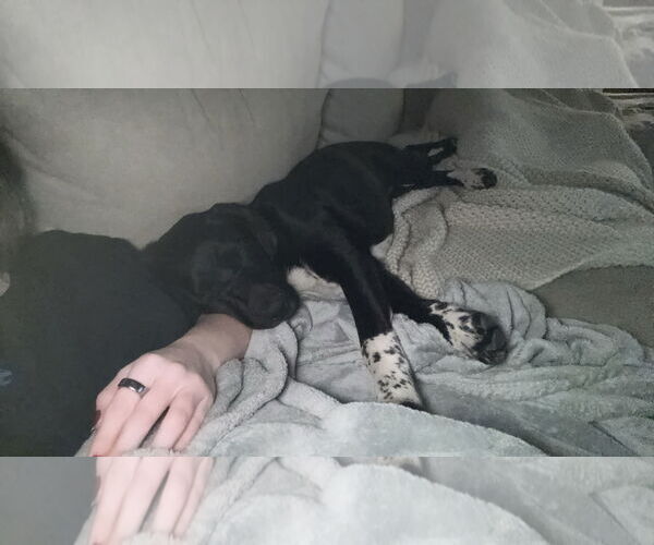 Medium Photo #6 Labrador Retriever-Unknown Mix Puppy For Sale in The Woodlands, TX, USA