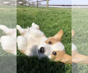 Pembroke Welsh Corgi Puppy for sale in ARTHUR, IL, USA