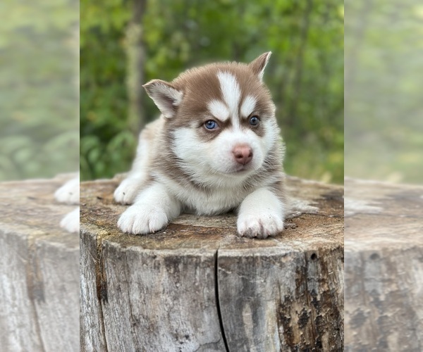 Medium Photo #12 Pomsky Puppy For Sale in STAPLES, MN, USA