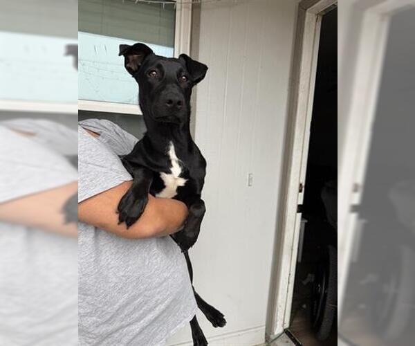 Medium Photo #1 Labrador Retriever Puppy For Sale in Houston, TX, USA