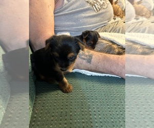 Yorkshire Terrier Puppy for sale in BERKELEY SPGS, WV, USA