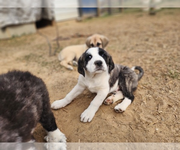 Medium Photo #8 Anatolian Shepherd Puppy For Sale in CUMBY, TX, USA