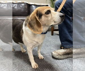Beagle Dogs for adoption in Emmett, ID, USA