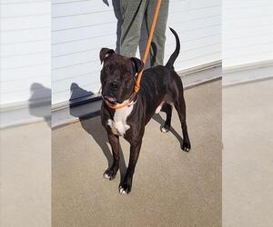 American Staffordshire Terrier Dogs for adoption in Louisville, KY, USA