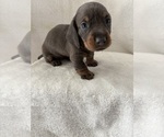 Puppy Puppy 3 Dachshund