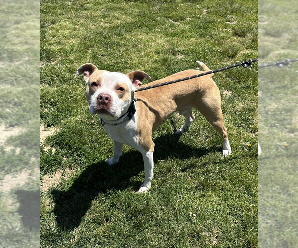 Medium Photo #8 Mutt Puppy For Sale in Evansville, IN, USA