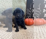 Puppy lime greenrunt Labrador Retriever