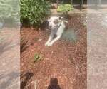 Small #20 American Staffordshire Terrier Mix