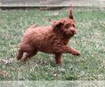 Small #8 Cavapoo