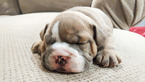 Puppy 2 English Bulldog