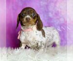 Small #3 Dachshund