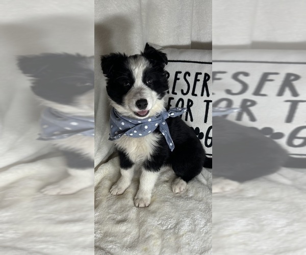 Medium Photo #2 Australian Shepherd Puppy For Sale in GREENFIELD, IN, USA